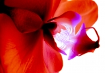 Orchid Dreaming