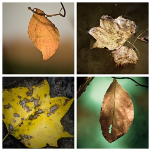 Fall Leaves