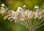 Delicate Treasures