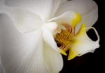 White Orchid