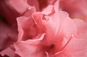 Heart & Soul & Cancer & Pink