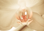 Orchid