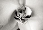 Orchid Electric
