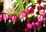 Bleeding Hearts