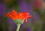 Daisy for Monet