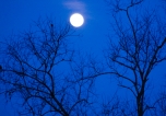 Howl at the Moon