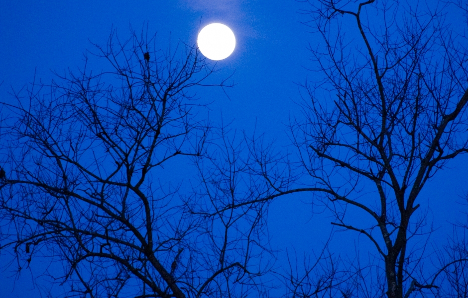 Howl at the Moon