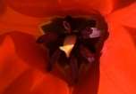 Red Tulip