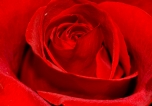Valentine Rose
