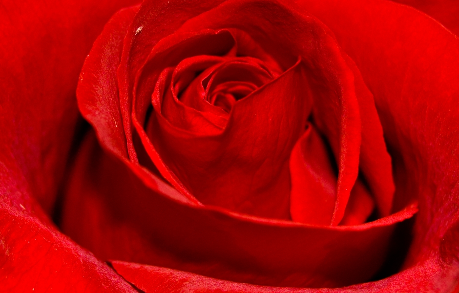 Valentine Rose