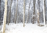 Winter Splendor