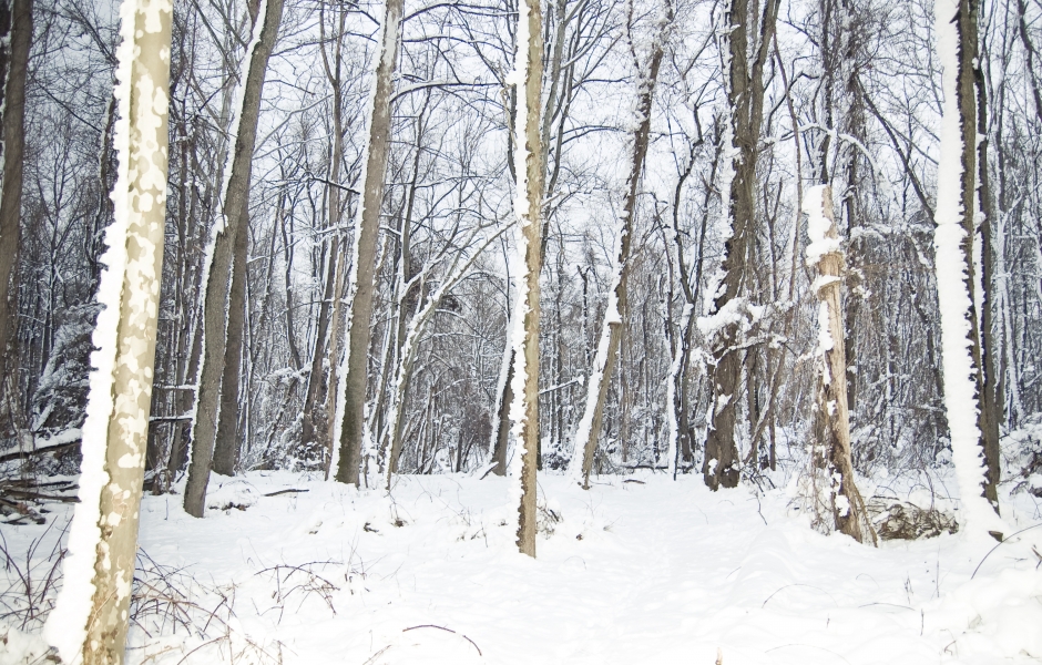 Winter Splendor