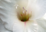 White Gladiolus