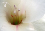 White Gladiolus II