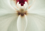 Orchid Portrait