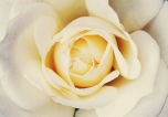 White Rose