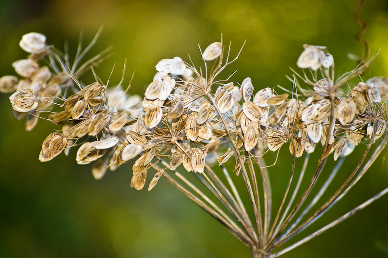 tan seeds green background weeds fine-art nature photography print