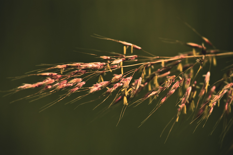 graceful dancing fine art print