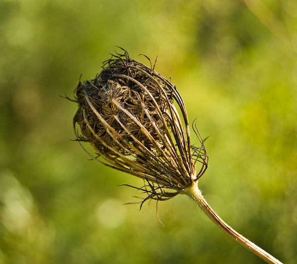 something divine fine art print