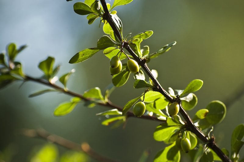 surrender green leaves print