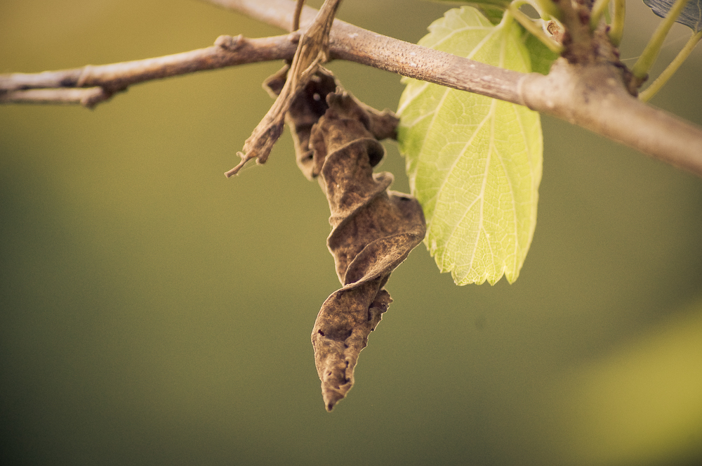 twirl fine art print woodlands